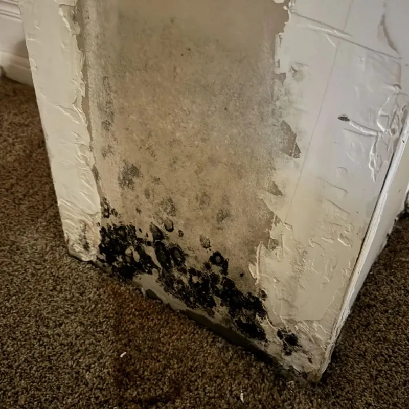 Professional Mold Removal in Destin, FL